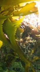 Cristiceps australis