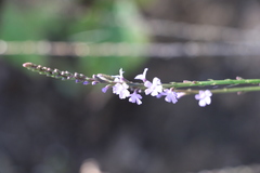 Verbena africana