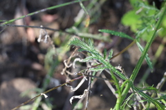 Verbena africana