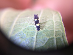 Hemiptera