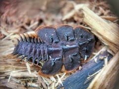 Platerodrilus ruficollis