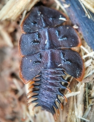 Platerodrilus ruficollis