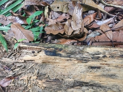 Platerodrilus ruficollis