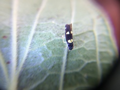 Hemiptera