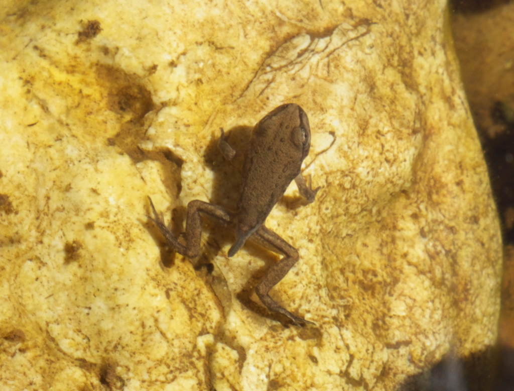 Kimberley Rocket Frog