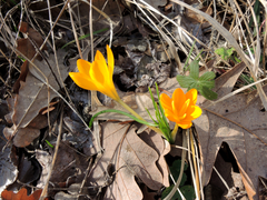 Crocus flavus