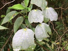 Magnoliopsida