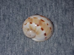 Naticarius alapapilionis