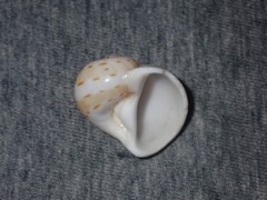 Naticarius alapapilionis