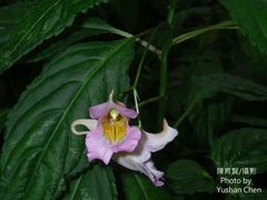 Impatiens devolii
