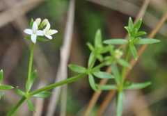 Asperula scoparia