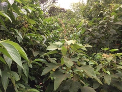 Croton gossypiifolius