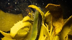 Cristiceps australis