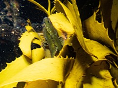 Cristiceps australis