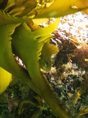 Cristiceps australis