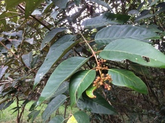 Magnoliopsida