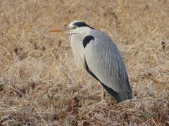 Ardea cinerea