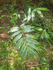 Alpinia arundelliana