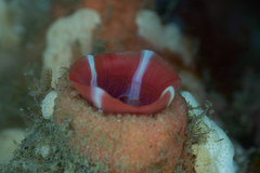 Cnemidocarpa nisiotis