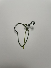 Chaetomorpha spiralis