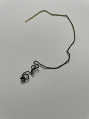 Chaetomorpha spiralis