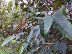 Magnoliopsida
