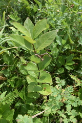 Lonicera chamissoi