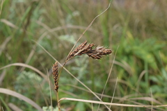 Carex gmelinii