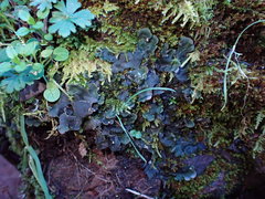 Peltigera ponojensis