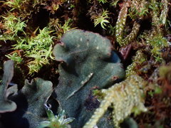 Peltigera ponojensis