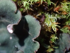 Peltigera ponojensis