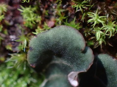 Peltigera ponojensis
