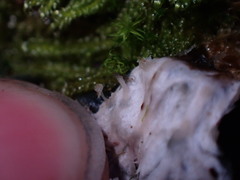 Peltigera ponojensis