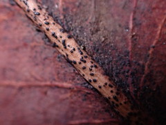 Coccomyces leptideus