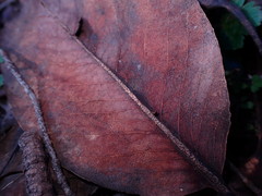 Coccomyces leptideus