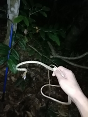 Oxybelis rutherfordi