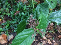 Urera baccifera