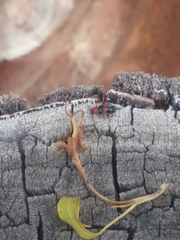 Dicranolaius bellulus