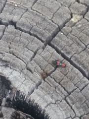 Dicranolaius bellulus