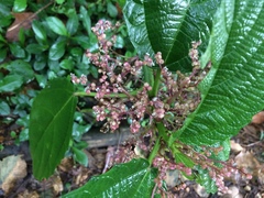 Urera baccifera