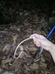 Oxybelis rutherfordi