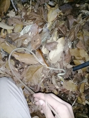 Oxybelis rutherfordi