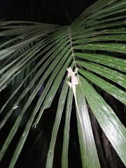 Anolis planiceps