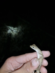 Anolis planiceps