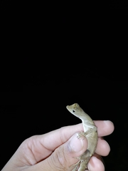 Anolis planiceps