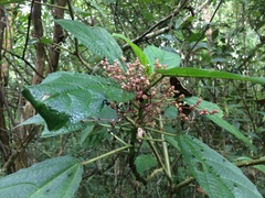 Urera baccifera
