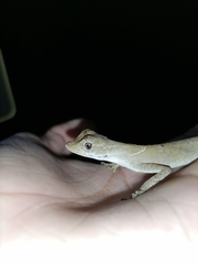 Anolis planiceps
