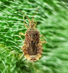 Odontonotus