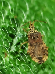 Odontonotus