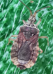 Odontonotus